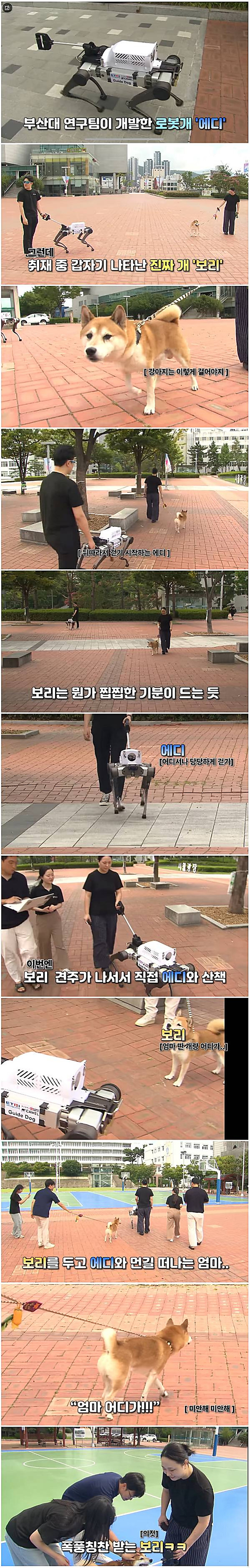 로봇개 테스트 중에 만난 진짜 강아지